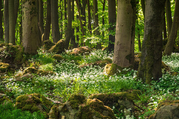 Stunning spring forest scene with loads of flowering ramsons (wild garlic) all around the trees,...