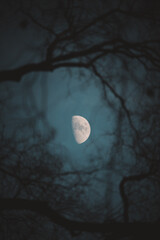 luna creciente tras ramas de arboles en el cielo azul - obrazy, fototapety, plakaty