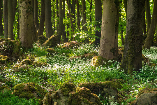 Stunning spring forest scene with loads of flowering ramsons (wild garlic) all around the trees, Ith-Hils-Weg, Ith, Weserbergland, Germany