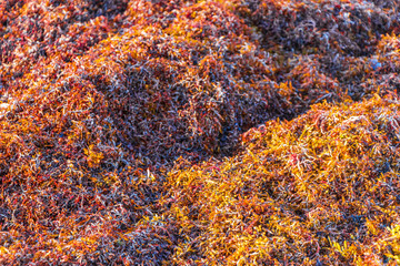 Very disgusting red seaweed sargazo beach Playa del Carmen Mexico. © Arkadi