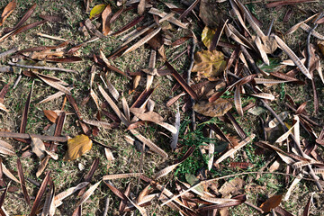 Background of pods and dry leaves on grass.