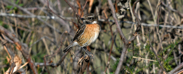 junges Schwarzkehlchen // young European stonechat (Saxicola rubicola) - Männchen // male