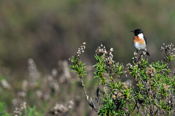 European stonechat // Schwarzkehlchen (Saxicola rubicola)