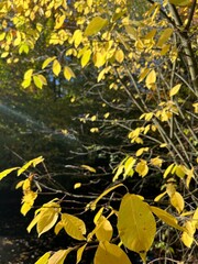 Autumn yellow leaves on the tree branches 