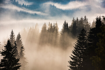 Fog divided by sun rays. Misty morning view in wet mountain area.  - 535064094