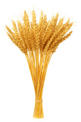 Fototapeta premium Wheat isolated on white background, clipping path, full depth of field