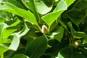 Foliage of a tupelo, Nyssa sylvatica