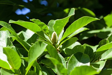 Foliage of a tupelo, Nyssa sylvatica