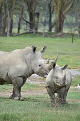 rhino with baby in the grass