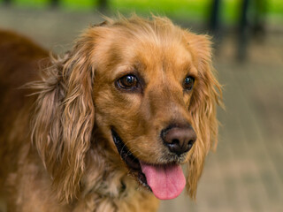 Golden retriever portrait young and friendly dog