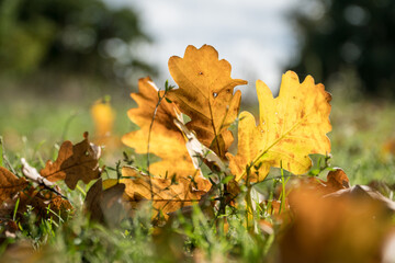 Fallen autumn oak leafs on a ground on a sunny day.