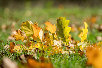 Fallen autumn oak leafs on a ground on a sunny day.