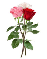 Roses isolated on white background, clipping path, full depth of field
