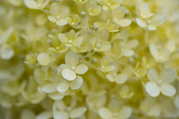 hydrangea or hortensia flower close up