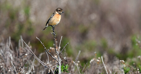 European stonechat // Schwarzkehlchen (Saxicola rubicola) - immature male // immatures Männchen