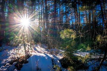 Sunset or sunrise in the winter pine forest covered with a snow. Sunbeams shining through the pine trunks. - obrazy, fototapety, plakaty