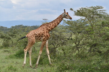 giraffe in the savannah