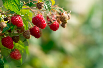 raspberry bush with ripe red berries on a green background