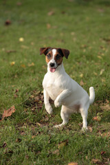 Jumping terrier, dog on hind legs. Dancing Jack Russell Terrier