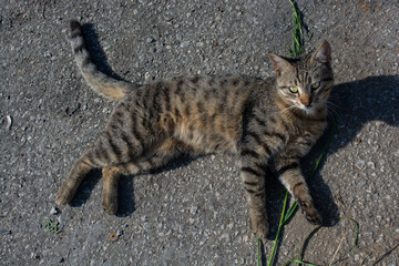 Portrait of beautiful cat as domestic animal