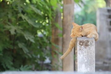 teddy bear in the park