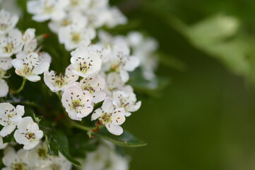 Obraz premium Closeup Crataegus monogyna known as common hawthorn with blurred background in spring time