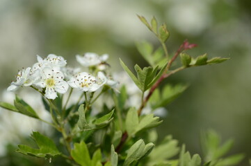 Closeup Crataegus monogyna known as common hawthorn with blurred background in spring time