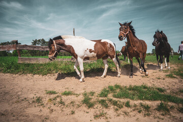 Obraz premium Horses