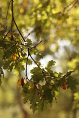 Park in an autumn day