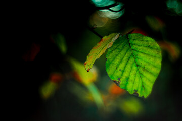 Colorful autumn leaves background