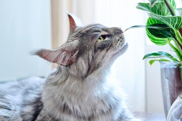 Close-up of cat sniffing and biting green houseplant