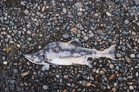 Dead pink salmon, also known as a humpie. The body is decaying into a skeleton on a rocky beach. Textured and cool tone. 