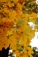maple tree in autumn
