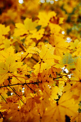 maple tree in autumn
