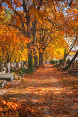 Nice cemetery in autumn in Budapest