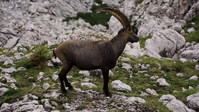 Steinbock
