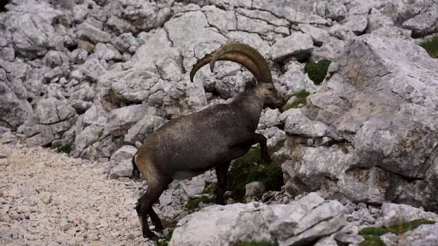 Steinbock