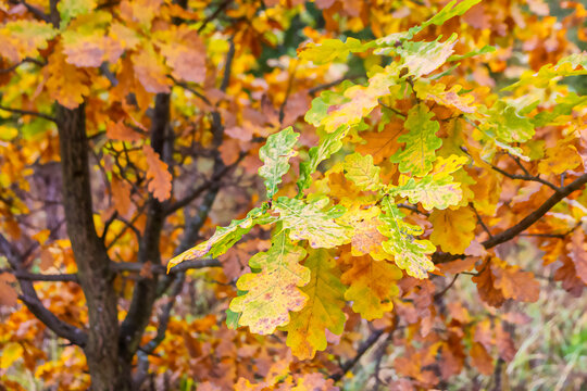 Background image with yellowed oak leaves