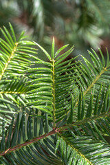 Leaves of California Torreya or California Nutmeg Tree (Torreya californica)