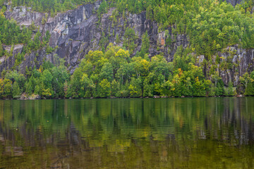 Trees growing on a cliff