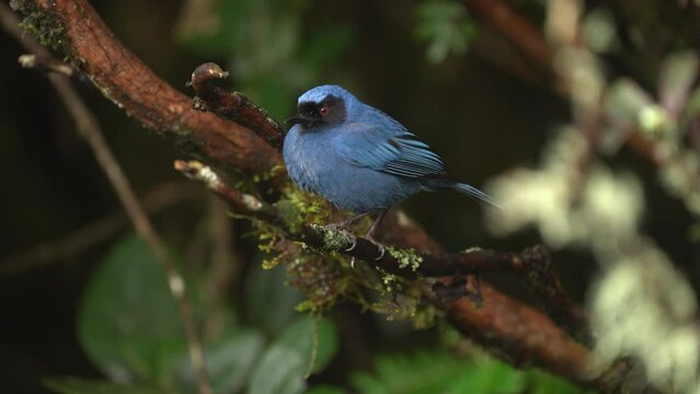 Masked Flowerpiercer - Diglossa cyanea blue tanager bird found in montane forest and scrub in South America, sharp hook on the mandible to slice open the base of flowers to get the nectar, on branch.