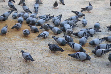 pigeons on the beach