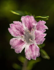 Flower of Snowbush, Snowrose or Tree of Thousand Stars (Serissa japonica ‘Variegata’)