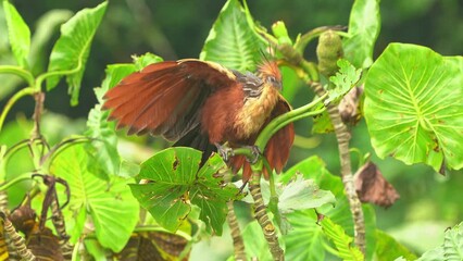 Hoatzin or hoactzin (Opisthocomus hoazin) tropical bird in Opisthocomiformes, found in swamps, riparian forests, and mangroves of the Amazon and the Orinoco basins in South America, chicks have claws.