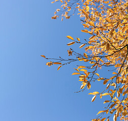 Autumn Fall colorful yellow tree leaves against blue sky. Copy space