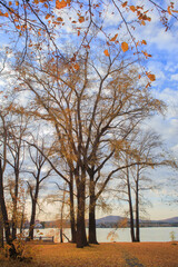 Fototapeta na wymiar Tall trees in autumn in a park