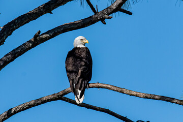 American Bald Eagle