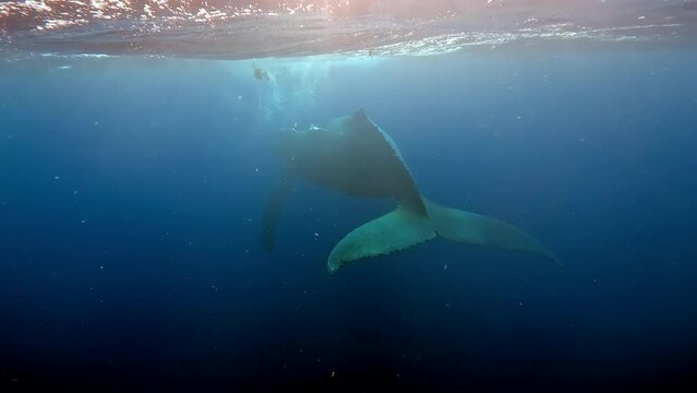Swimming with whale in pure transparent water in Indian ocean. Blue whale or sperm whale playing in the blue water. Underwater shot of wild whale taking breath