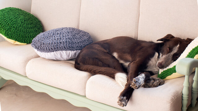 Perro en sof&aacute; descansando, sof&aacute; con cojines de corchet, decoraci&oacute;n hecha a mano y restaurado