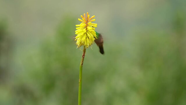 Collared Inca - Coeligena torquata 
and Colibri coruscans - Sparkling Violet-ear hummingbirds feed on yellow flower nectar, two flying small colorful birds  in Ecuador, South America.